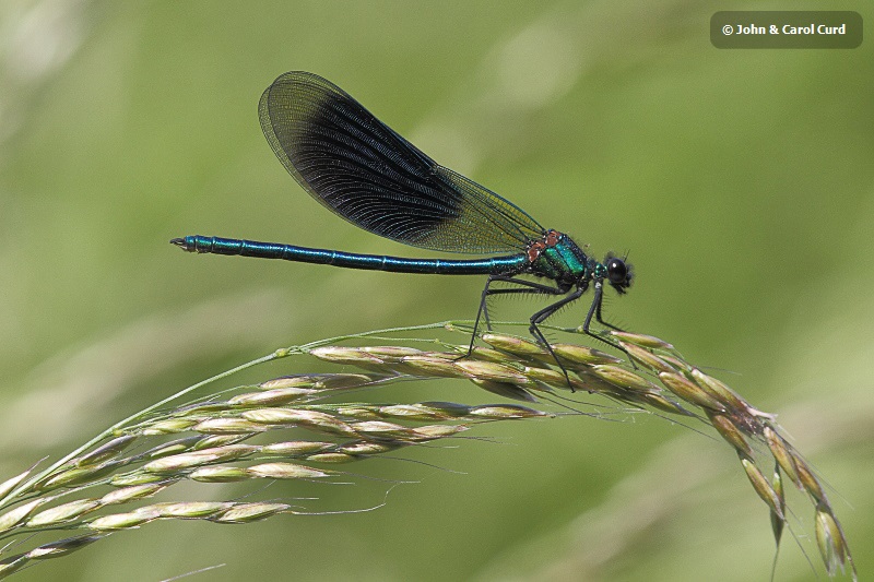 IMG_0360 Calopteryx splendens male.JPG